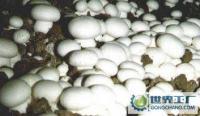 新鮮蘑菇批發(fā)兼零售，農副產品的優(yōu)質選擇