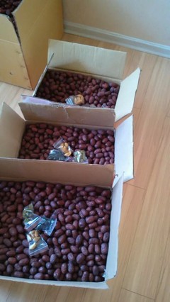 自家產新疆大棗，天然小棗，批發零售，品質之選